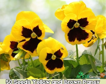 Semillas de flores de viola de pensamiento amarillas y marrones, 50 unidades, flores brillantes y resistentes, envío rápido