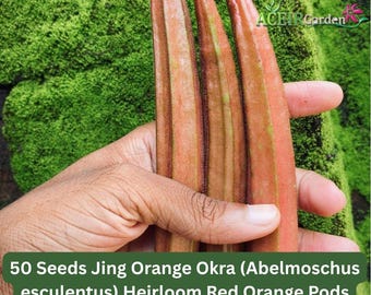 50 Seeds Jing Orange Okra (Abelmoschus esculentus) Heirloom Red Orange Pods Fast Shipping