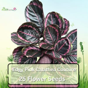 25 Seeds Edgy Pink Calathea Couture | Rare Tropical Foliage Plant for Indoor & Shade Garden