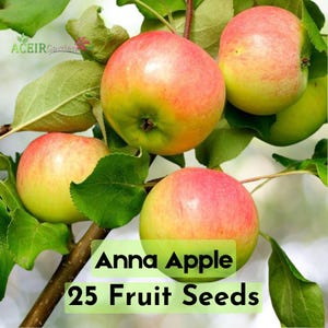 25 Anna Apple Seeds | Low-Chill Apple Tree | Crisp Red-Green Fruit