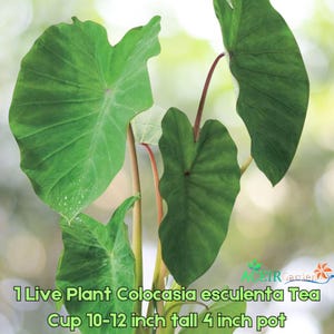 May include: A close-up of a Colocasia esculenta Tea plant with large, green leaves. The plant is in a 4-inch pot and is 10-12 inches tall. The image includes the text: "1 Live Plant Colocasia esculenta Tea Cup 10-12 inch tall 4 inch pot."