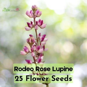 25 Rodeo Rose Lupine Seeds – Striking Pink & White Spires – Drought-Tolerant Wildflower – Perfect for Cottage Gardens Cut Flowers!