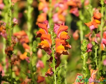 250 Orange Wonder Snapdragon Seeds – Antirrhinum majus Ornamental Garden Flower – Fast Shipping