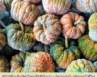 20 semillas de calabaza negra Futsu (Cucurbita moschata) - Envío rápido