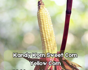 50 Kandy Korn Sweet Corn Seeds Heirloom Yellow Corn Fast Shipping