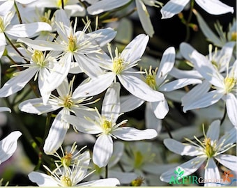 20 Sweet Autumn Clematis Seeds – Clematis paniculata Fragrant White Flowering Vine – Hardy Climber for Trellis & Arbors – Fast Shipping