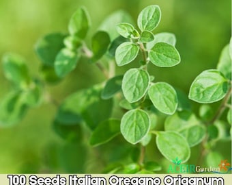 Italian Oregano Herb Seeds 100 Count Fresh Aromatic Culinary Variety Fast Shipping