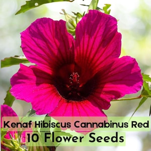 10 Kenaf Hibiscus Seeds – Hibiscus cannabinus Red Blooming Garden Plant Fast Shipping