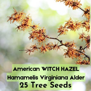 May include: A close-up of a branch with clusters of orange-brown Witch Hazel flowers. The text on the image reads "American Witch Hazel Hamamelis Virginiana Alder 25 Tree Seeds."