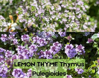 1000 semillas de flores de hierba de tomillo limón (Thymus pulegioides)