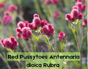 20 Red Pussytoes Seeds | Antennaria dioica Rubra | Pink Groundcover Fast Shipping