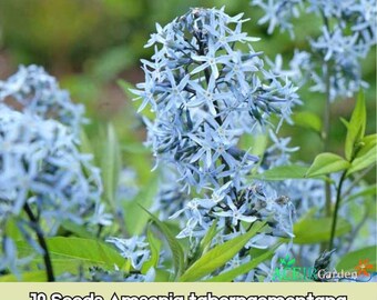 10 semillas de Amsonia tabernaemontana (Estrella Azul Oriental) Envío rápido