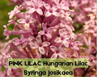 30 Semillas de Lila Húngara / Syringa josikaea / Arbusto fragante de color rosa intenso