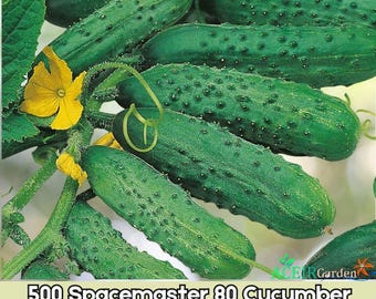500 Spacemaster 80 Cucumber Seeds | Compact Bush Variety | Heirloom Slicer Type