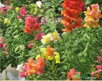 2000 Snapdragon Corona Mix Seeds – Antirrhinum majus Mixed Colors Annual Garden Flower – Fast Shipping