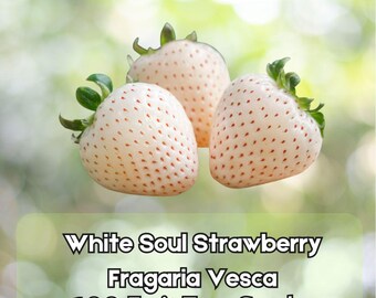 100 White Soul Strawberry Seeds – Fragaria vesca Alpine Fruit Berry Fast Shipping