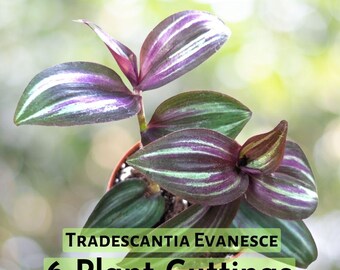 6 Cuttings – Rare Tradescantia ‘Evanesce’ – Color-Shifting Wandering Jew Plant