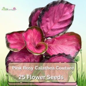 25 Seeds Pink Rosy Calathea Couture | Exotic Foliage Plant for Indoor & Tropical Gardens