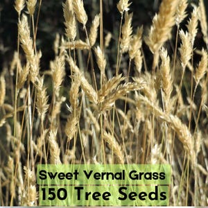 150 Sweet Vernal Grass Seeds | Anthoxanthum odoratum | Vanilla‑Scented Landscape Grass