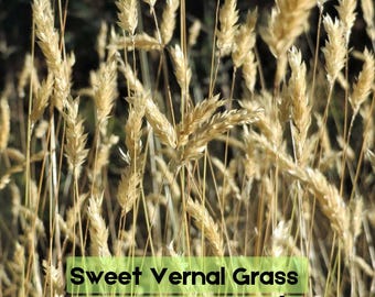 150 Sweet Vernal Grass Seeds | Anthoxanthum odoratum | Vanilla‑Scented Landscape Grass