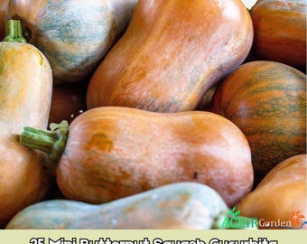 25 semillas de calabaza moscada (Cucurbita moschata) en miniatura. Envío rápido.