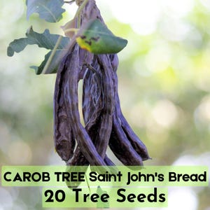 20 CAROB TREE Saint John&#39;s Bread Ceratonia Siliqua Edible Fruit Pods Tree Seeds