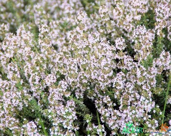 30 Orange Thyme Seeds – Thymus vulgaris ‘Fragrantissimus’ Orangelo Citrus-Scented Culinary Herb – Fast Shipping