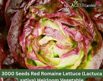 3000 Seeds Red Romaine Lettuce (Lactuca sativa) Heirloom Vegetable Fast Shipping