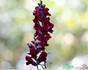 250 Welcome Snapdragon Seeds – Antirrhinum majus Dark Crimson Near Black Blooms – Annual Garden Flower – Fast Shipping