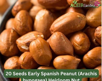20 Seeds Early Spanish Peanut (Arachis hypogaea) Heirloom Nut Fast Shipping