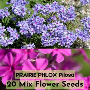 20 Prairie Phlox Pilosa Seeds | Mixed Pink/Purple/White Native Flowers