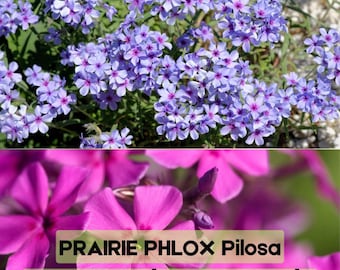 20 semillas de Phlox pilosa de la pradera / Flores nativas mixtas de color rosa, morado y blanco. Envío rápido.