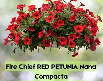 500 semillas de petunia Fire Chief Red / Petunia Nana Compacta / Compact Red Sun anual, envío rápido