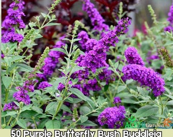50 semillas de Buddleia davidii, arbusto mariposa morado, aptas para polinizadores, envío rápido
