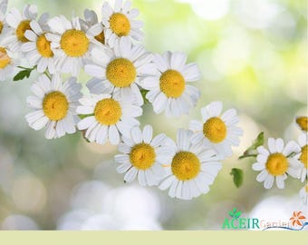 2000 Roman Chamomile Seeds | Chamaemelum nobile | Perennial Groundcover Herb