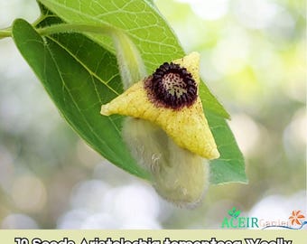 10 semillas de Aristolochia tomentosa (Pipa del holandés lanuda), vid nativa. Envío rápido.