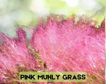 40 Pink Muhly Grass Seeds Muhlenbergia Capillaris Ornamental Native Grass