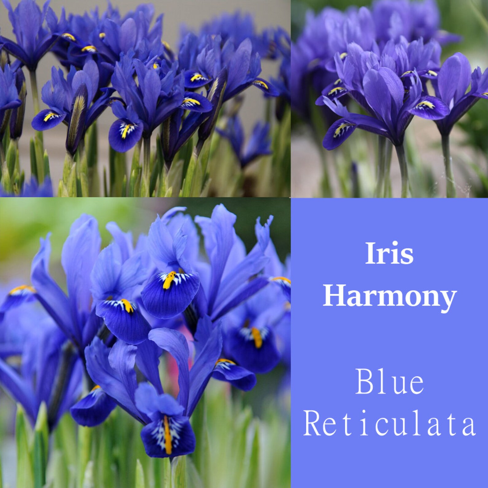Iris Harmony Blue Reticulata Bulbs Dwarf Iris Miniature Flower Etsy