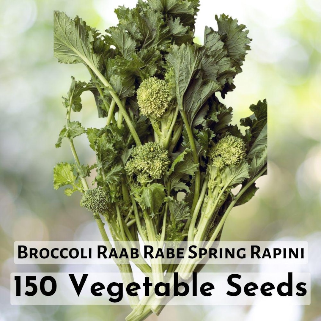 150 Seeds Broccoli Raab Rabe Spring Rapini Vegetable Plant Seeds Fast ...