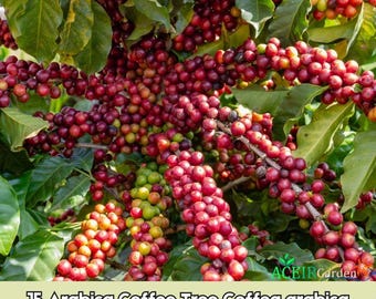 15 semillas de cafeto arábica (Coffea arabica) Envío rápido
