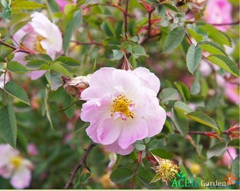 Pink Flowers Seeds 15 PRARE ROSE Brght Pnk Arkansas Rosa Arkansana ...