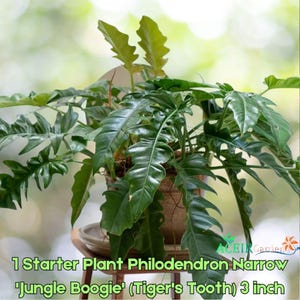 Tiger Tooth Philodendron - Etsy
