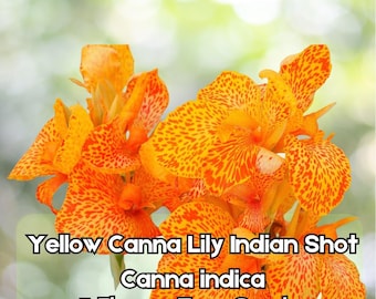 5 Yellow Canna Lily Seeds – Indian Shot Canna indica Tropical Flower Fast Shipping