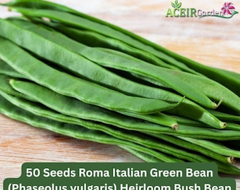 50 Seeds Roma Italian Green Bean (Phaseolus vulgaris) Heirloom Bush Bean Fast Shipping