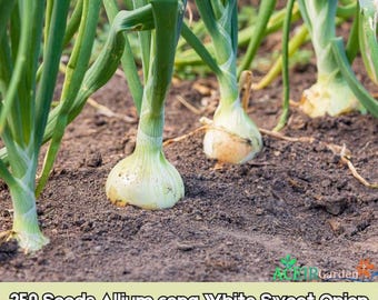 250 semillas de cebolla dulce blanca Allium cepa. Envío rápido.