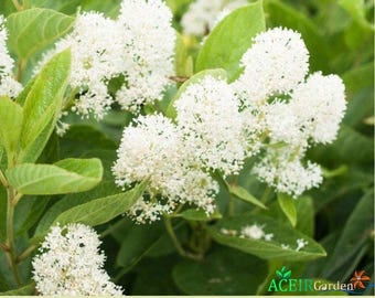 20 White New Jersey Tea (Ceanothus americanus) Shrub Seeds – Hummingbird Garden Plant – Fast Shipping