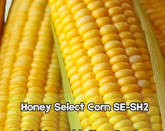 50 Honey Select Corn Seeds Sweet Yellow SE-SH2 Vegetable Seeds Fast Shipping