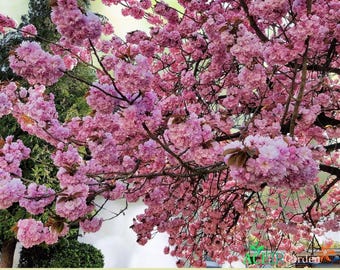 10 Japanese Flowering Cherry Tree Seeds – Prunus serrulata Ornamental Sakura Pink Blooms – Fast Shipping