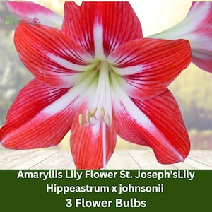 3 Bulbs St. Joseph’s Lily – Amaryllis Hippeastrum Johnsonii Heirloom Bulb