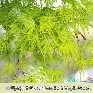 May include: Close-up of bright green laceleaf maple foliage. The leaves have a delicate, feathery appearance. The image includes the text "10 Upright Green Laceleaf Maple Seeds". The background is a soft white.